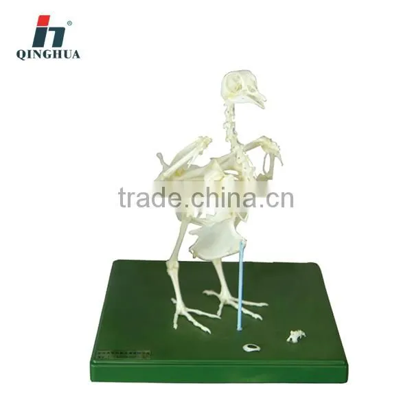 Stuffing Specimen & Skeleton of Pigeon Educational Equipment