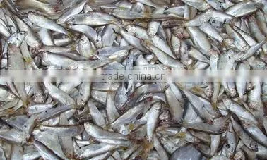 Anchovy Fish Meal for Sale photo-4