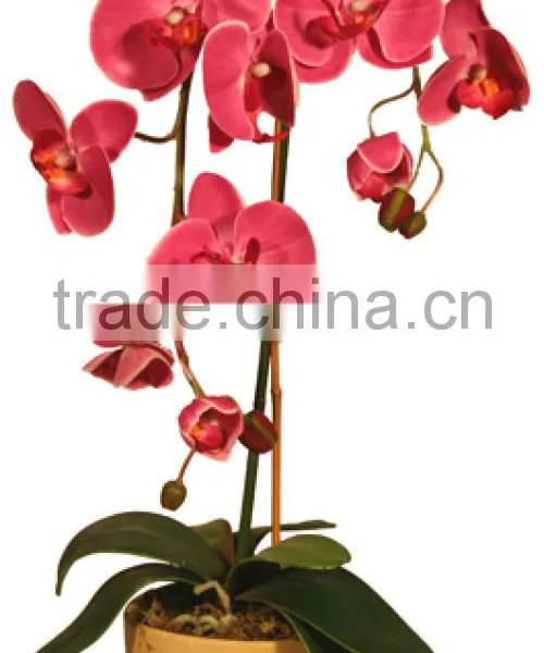 Rich and Colorful Orchid Small Plant Ornaments on the Table Manufacturer in China photo-2