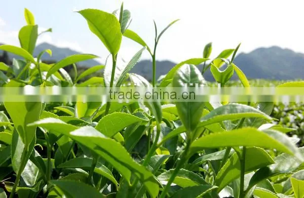 Loose Tie Guan Yin Oolong Tea photo-4