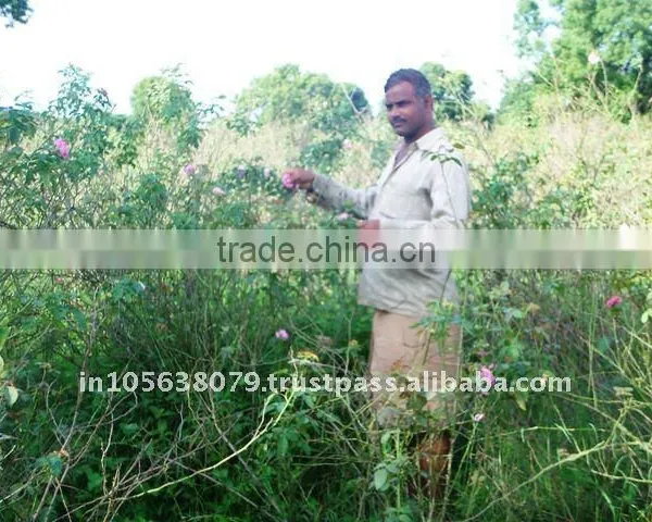 Sai Export India Sell/Pure Rose Oil/Rose Concrete/Rose Scent /top Quality Rose Oils photo-3
