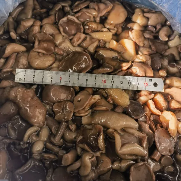 SUILLUS GRANULATUS IN BRINE photo-2