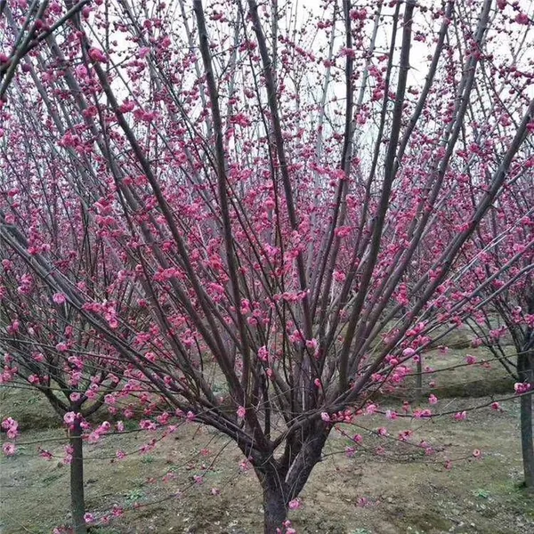Price List of Red Plum Trees in Hunan Market, Base photo-2