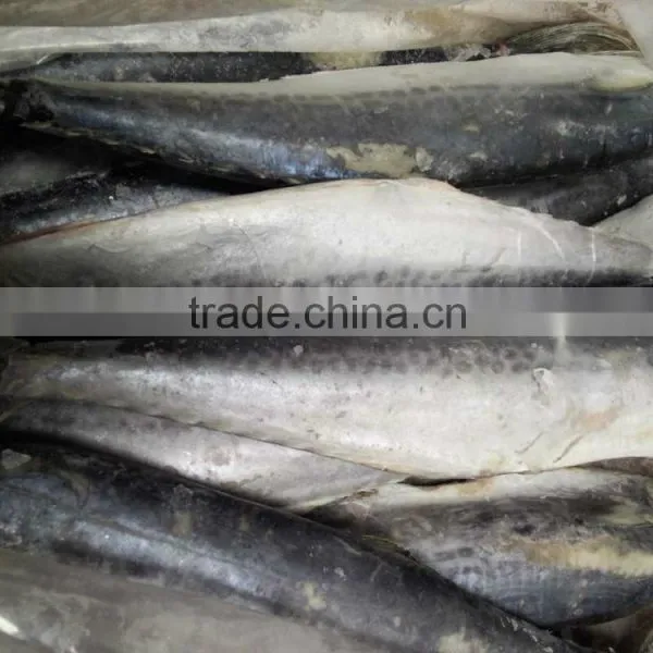 2015 Hung Frozen Spanish Mackerel Whole Gutted photo-4