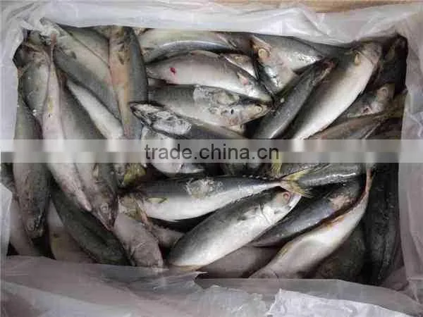 Mackerel(scomber Japonicus) WR photo-3