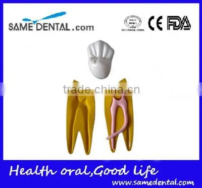 Dental 15 Times Permanent Teeth Decomposition Model DEA-37 photo-2