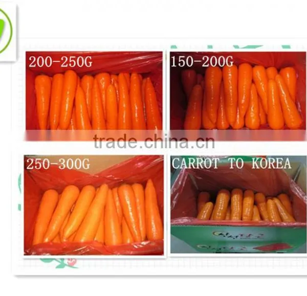 Fresh Carrots Manufacturer photo-2