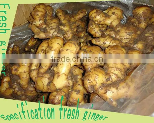 Organic Fresh Ginger photo-2