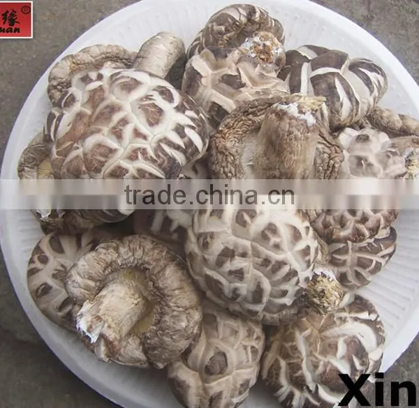 Top Nutrition Tea Flower Mushroom,hot New Product for 2015