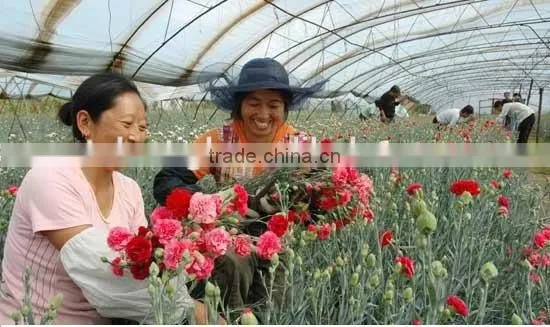 Manufacture Greenhouse Plastic Film for Fruits Vegetables Flowers photo-2