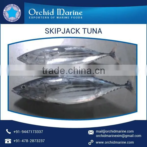 High Calorie Contain Skip Jack Tuna From Top Manufacturer