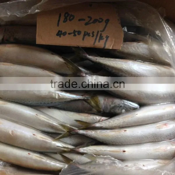 High Quanlity Product Pacific Mackerel photo-6