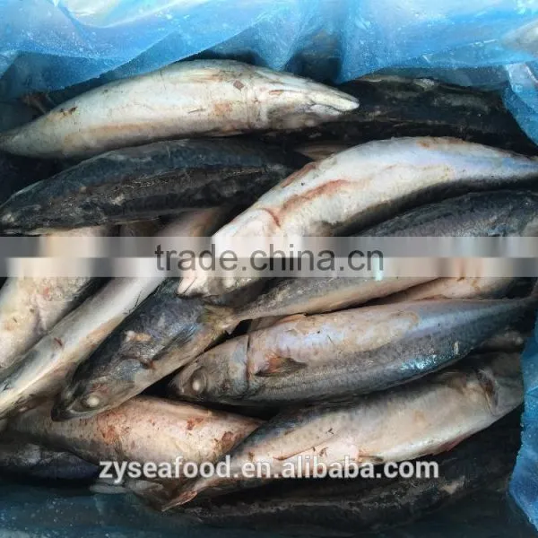 High Quality Fresh Sea Frozen Cheap Pacific Mackerel photo-2