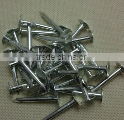 Galvanized Cupper Nails With Factory Price photo-5