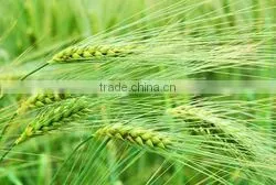 Instant Roasted Barley photo-2