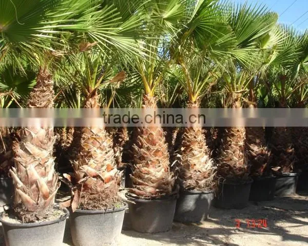 Washingtonia Robusta "Mexican Fan Palm" photo-3