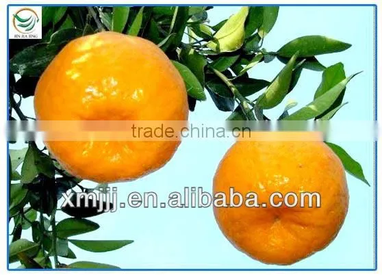 Best Baby Orange Fruit photo-5