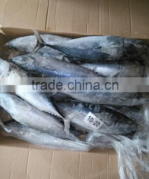 Frozen bonito whole round fish/frozen bonito fish for sale