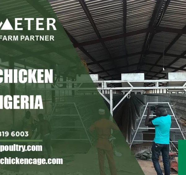 Layer Battery Cage System Poultry Farming Cage Solution for Ogun Nigeria