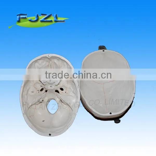 Skeleton Human Skull Model( 3 Parts) for Medical Teaching photo-3