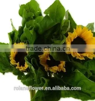 Good Smell Peonies Cut Flowers Chinese Sunflower From Kunming photo-2