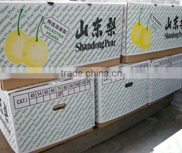 Super Shandong Pear Packed in Carton photo-3