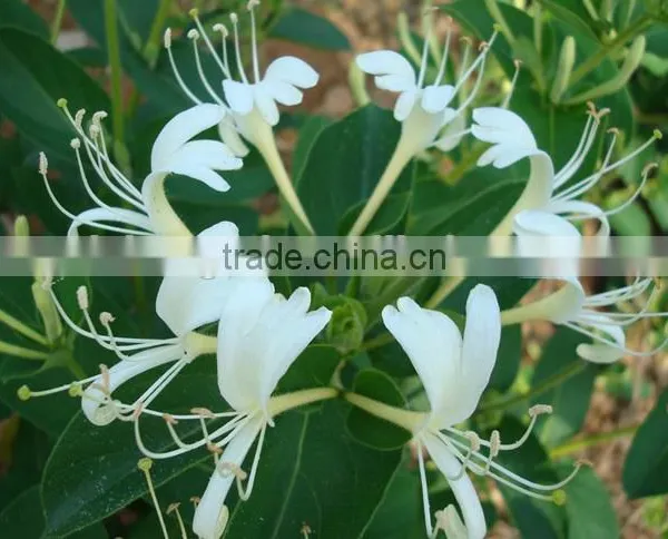 Chinese Herbal Dried Honeysuckle Flower Healthy and Natural photo-4