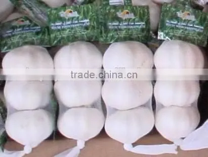 YUYUAN Brand Hot Sail Fresh Garlic Dehydrated Garlic Price photo-3