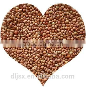 JSX Fair Trade Black Eye Beans and Brown Eye Beans Types of Export Cowpea Bean photo-2