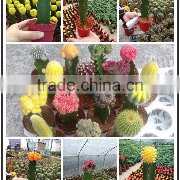 Notocactus Leninghausii Cactus Plants photo-3