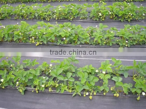 Agricultural Black Plastic Ground Cover photo-6