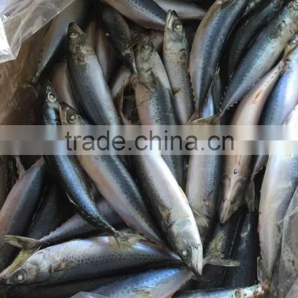 2016 Landing Sea Frozen Mackerel 150-200g