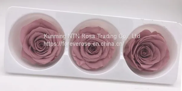 Buy Forever Rose With Best Quality at Lowest Price From Kunming photo-3