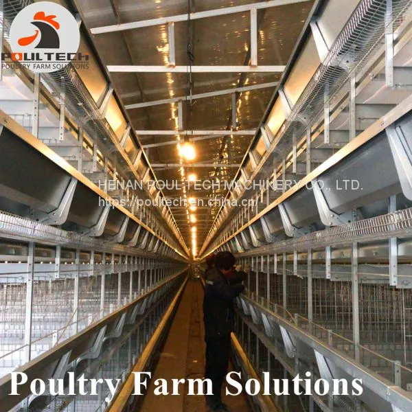H Type Layer Chicken Cage With Automatic Feeding Machine, ee Collecting Machine photo-2