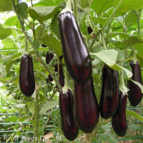 10g Chinese Vegetable Eggplant Seeds Vegetable f1 Hybrid Black Beauty Eggplant Seeds for Sale