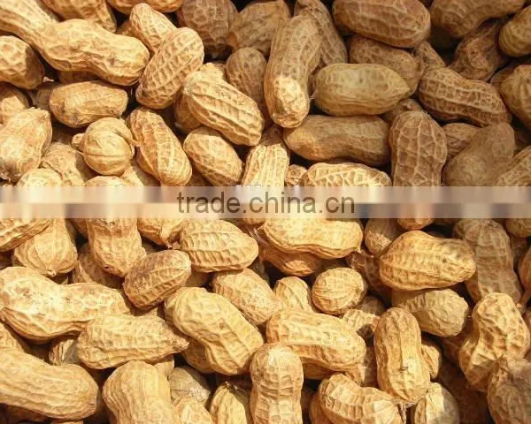 Roasted Peanut in Shell for Recipes photo-4