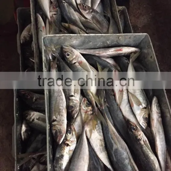Frozen Whole Round Horse Mackerel 20cm From China Supplier photo-3