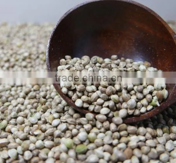 Hemp Seeds 2016 Crop photo-2