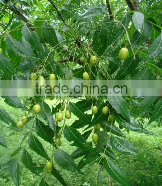 NEEM SEEDS