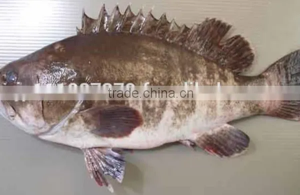 Kue Epinephelus Bruneus Longtooth Grouper