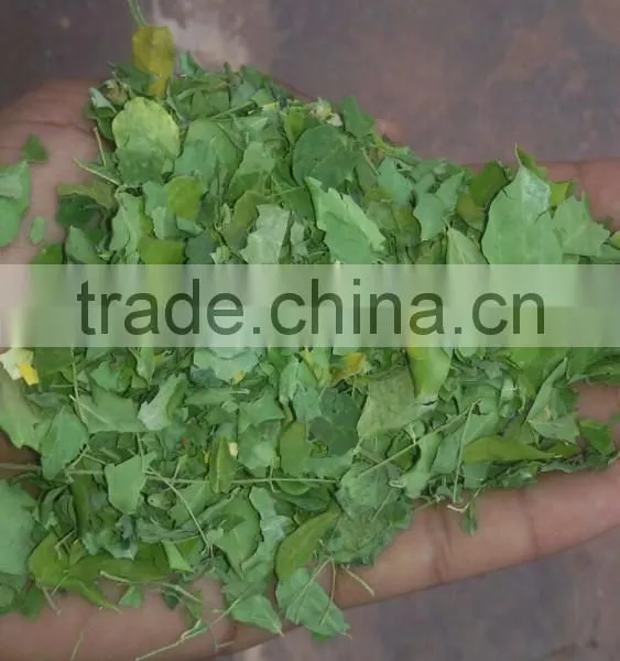 Moringa Leaves photo-6