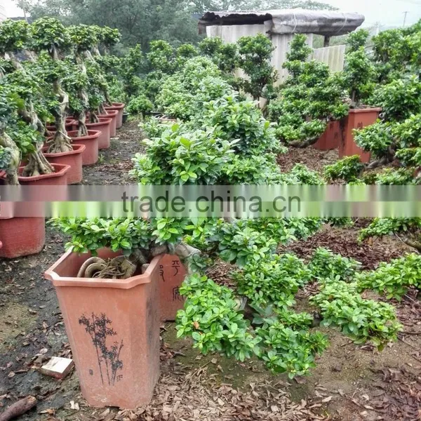 Ficus Microcarpa Cliff Shape photo-2
