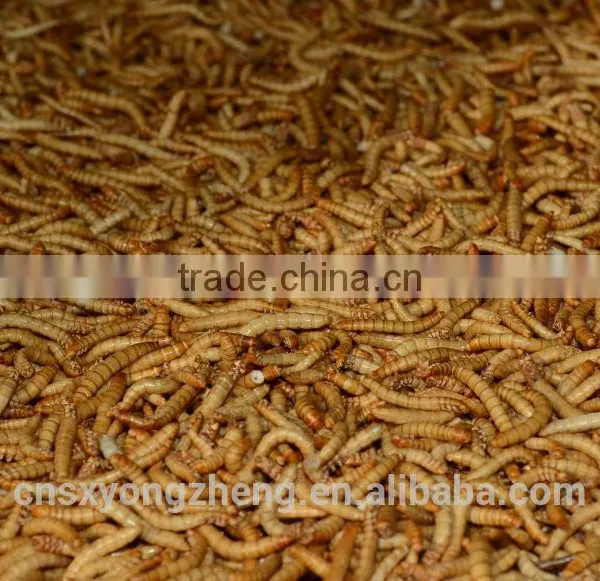 Canned Freeze Drying Mealworms photo-5