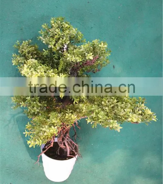 Home Garden Decoration 50cm to 160 cm Hight Small Indoor Canadian Artificial Green Pot Plastic Similar Pine Trees ELSPZ02 0904 photo-2