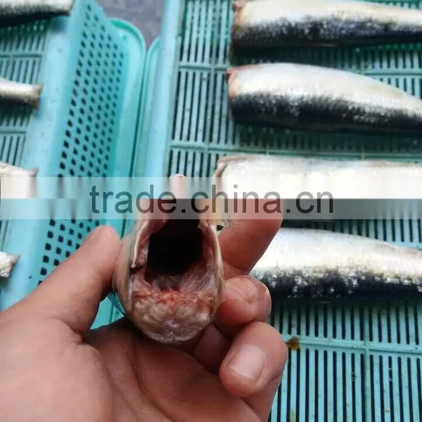 Frozen Sardine HGT With Competitive Price China Origin photo-2
