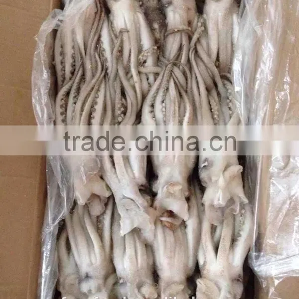 Illex Argentina Squid Tentacle 400-600g photo-3