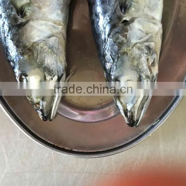 Whole Block Seafrozen Fish Pacific Mackerel and Frozen Fish photo-6