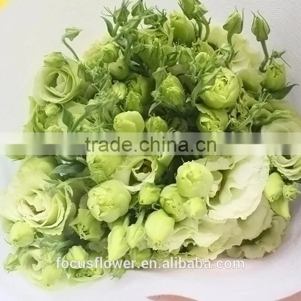 Colorful Fresh Cut Eustoma Flowers Fresh Flowers From China photo-6