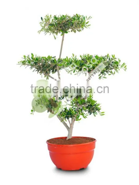 Olive Tree - Olea Europaea "Mini-Pompon" photo-2