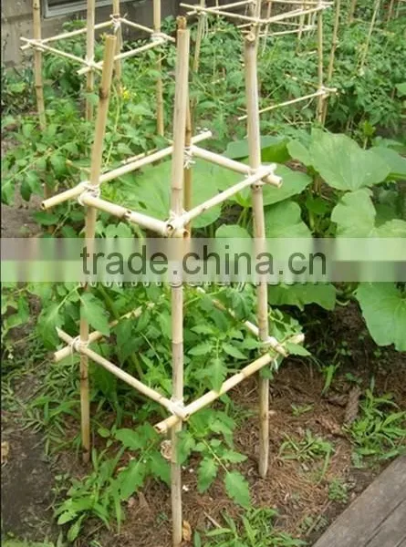 Thick Walled Cheap Tonkin Bamboo Poles Wholesale for Plants photo-3